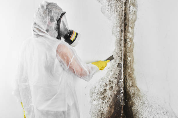 Best Black Mold Removal  in Caledonia, WI