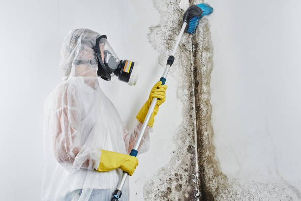 Best Office Mold Removal Services  in Caledonia, WI