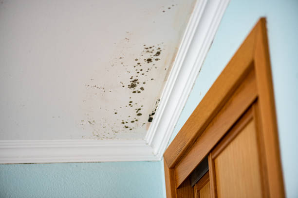Best Mold Removal Company Near Me  in Caledonia, WI
