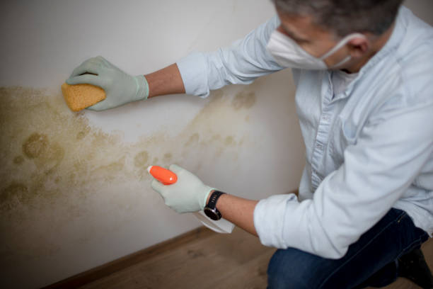 Best Black Mold Removal  in Caledonia, WI