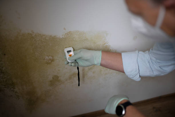 Mold Testing and Removal in Caledonia, WI