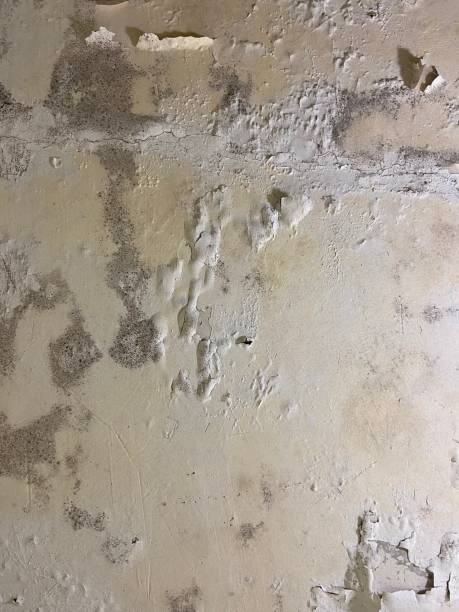 Best Residential Mold Removal  in Caledonia, WI
