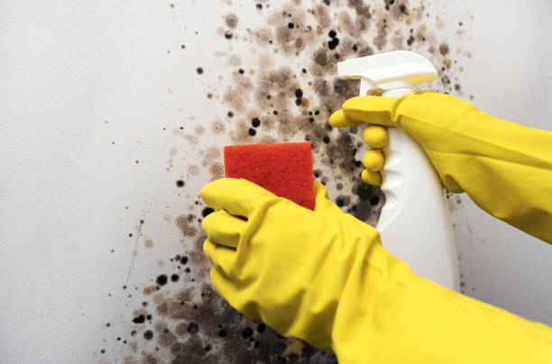 Best Mold Damage Repair  in Caledonia, WI