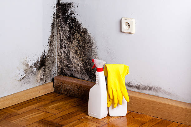 Best Certified Mold Removal  in Caledonia, WI