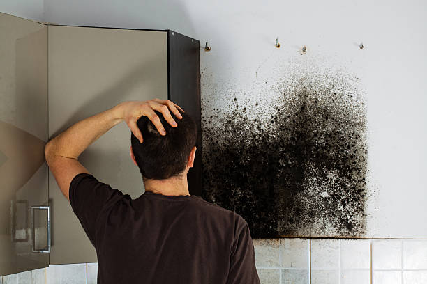 Best Affordable Mold Removal  in Caledonia, WI
