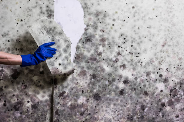 Trusted Caledonia, WI Mold Removal Experts