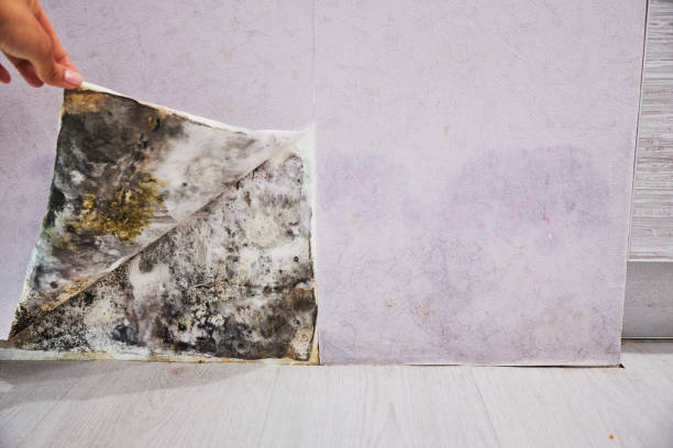 Best Mold Remediation Services  in Caledonia, WI
